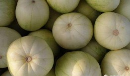 女子爆料吃甜瓜视频,引发网友热议